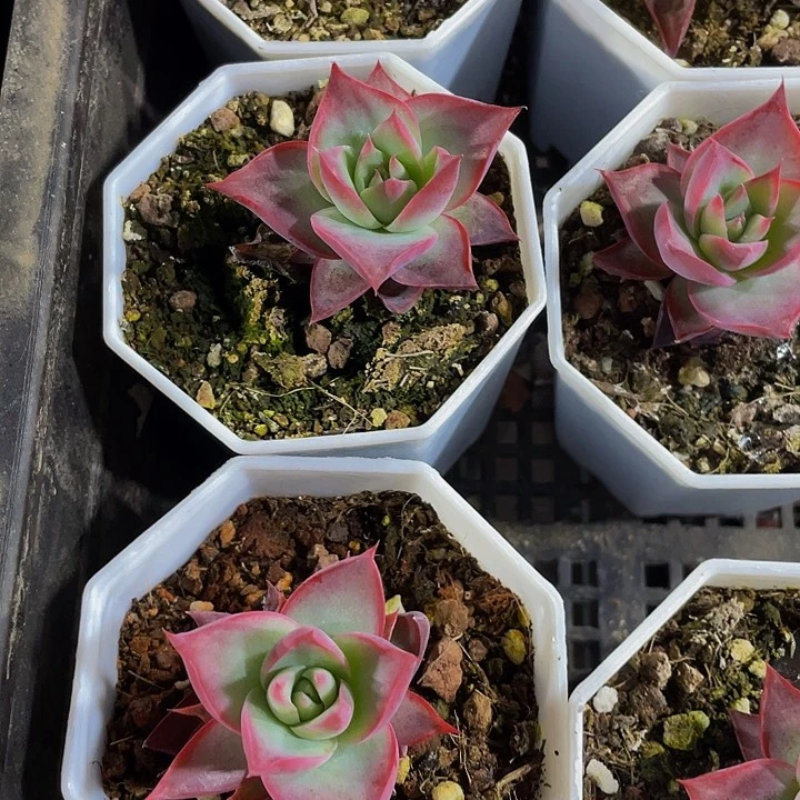 八角盆惊鸿3.8带盆土