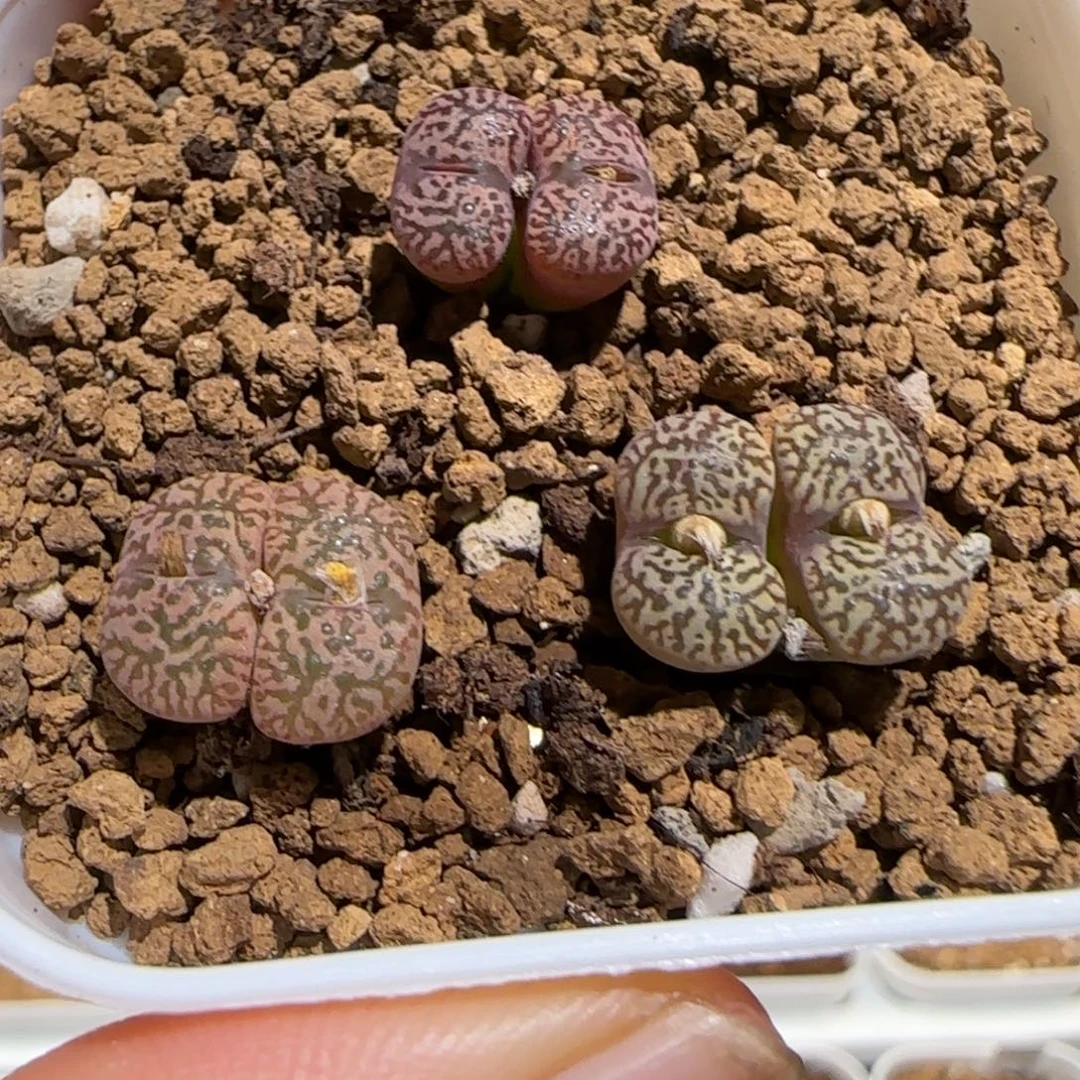 肉锥多肉植物组合-勋章一盆1136