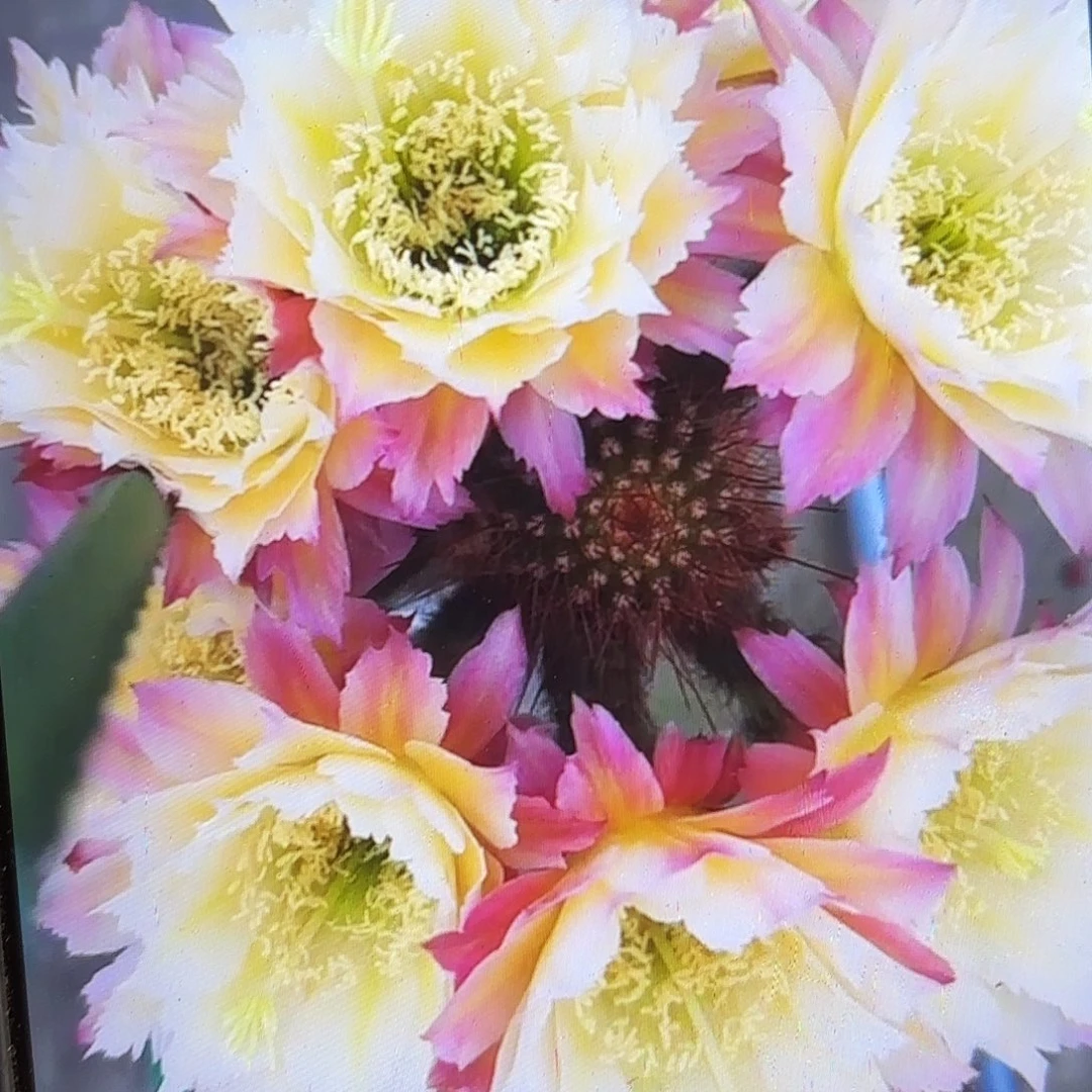 126毛无根侧牙20包邮南鹏