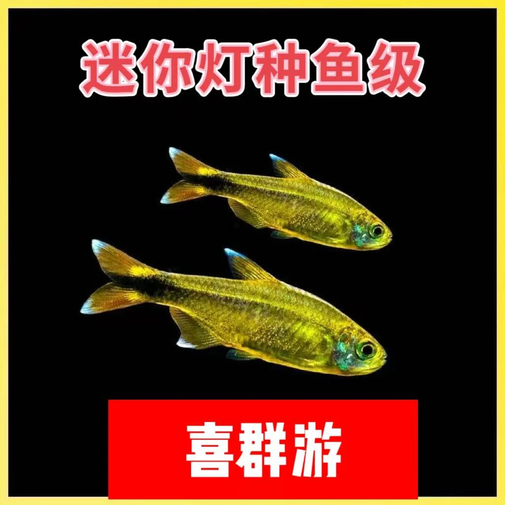 迷你灯鱼满天星鱼银尖观赏鱼淡水鱼中层灯科鱼小型鱼草缸群游活体