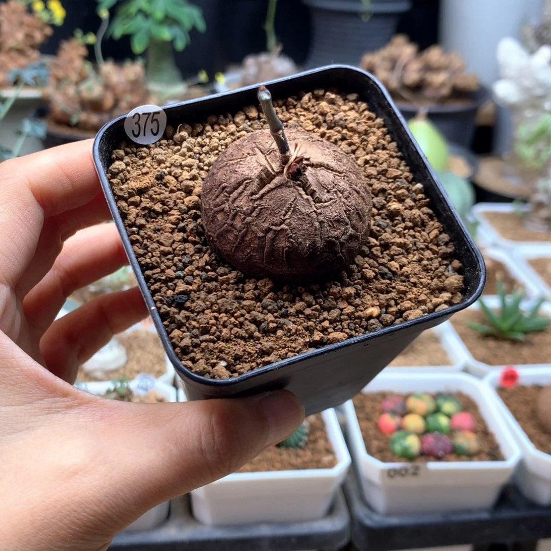 优选南非龟甲龙带盆3.8cm