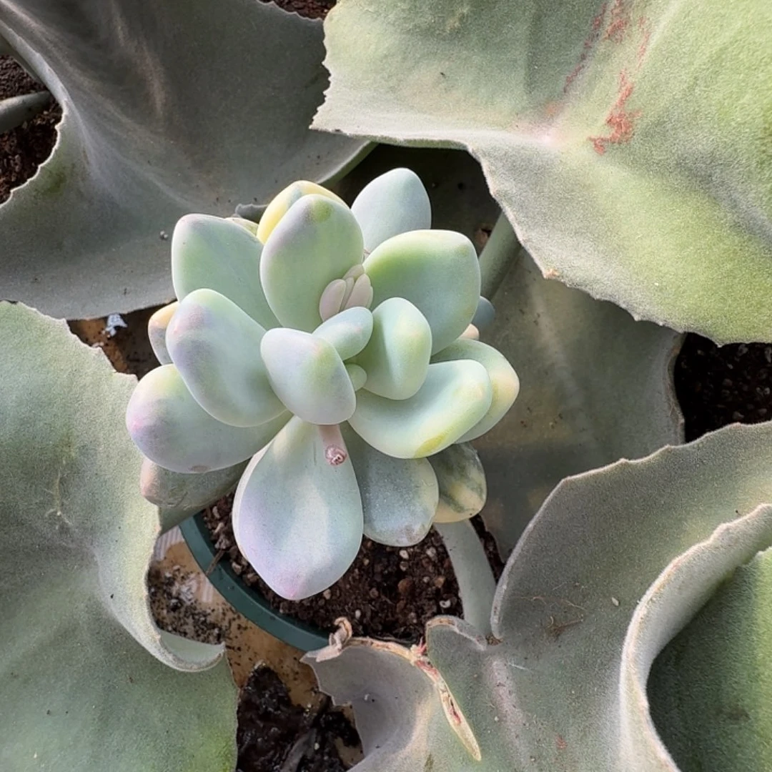 奶酪锦1111229-307