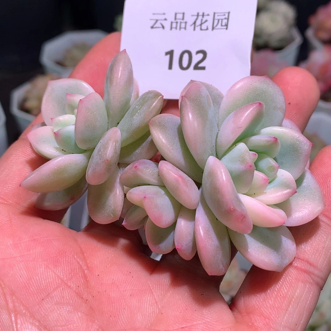 蜗***?云品花园冰心系列-102梦露锦