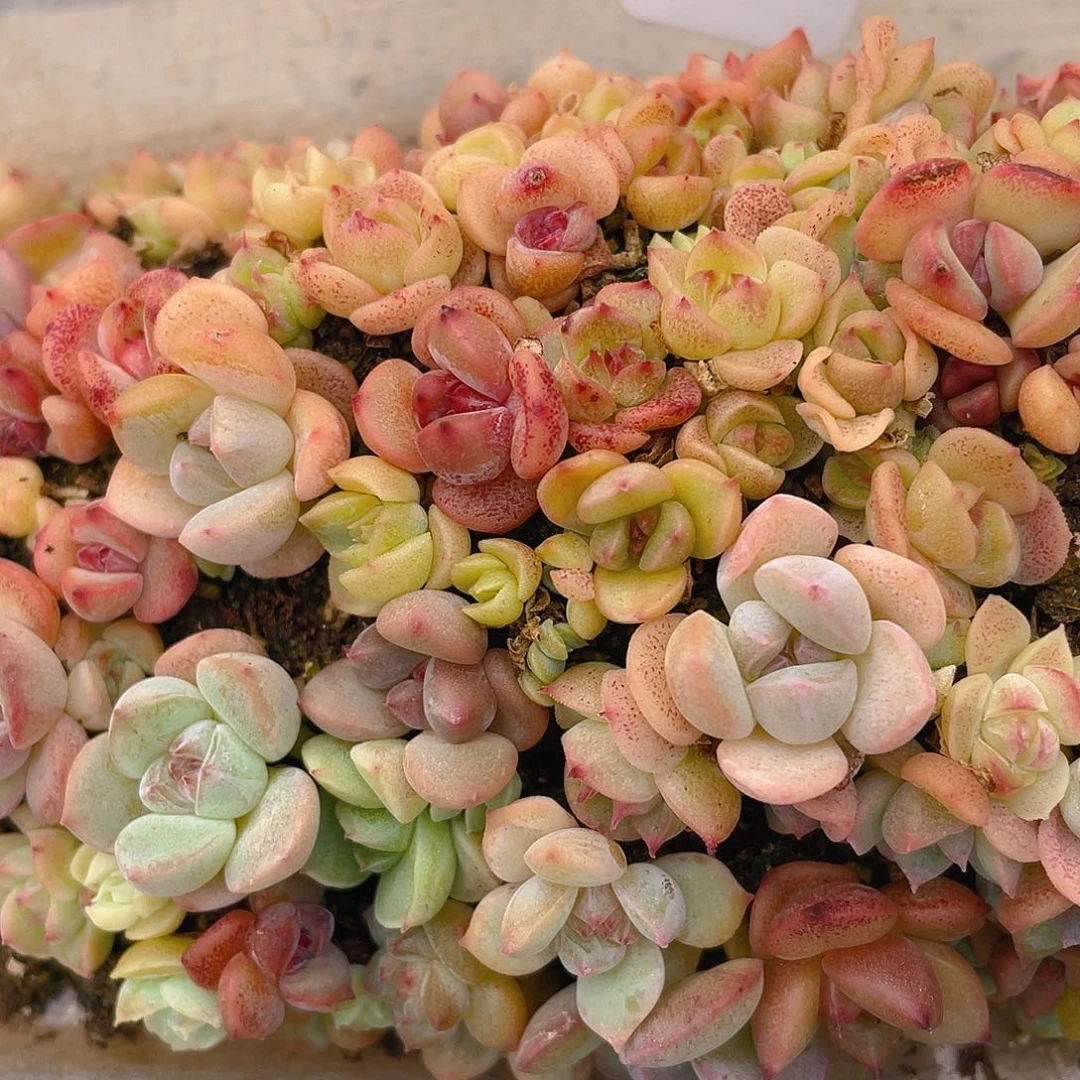 M***琪多肉植物多肉植物508