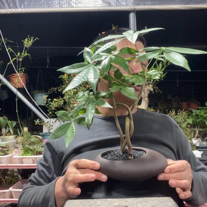 v***饼以实际为准盆景绿植盆栽107