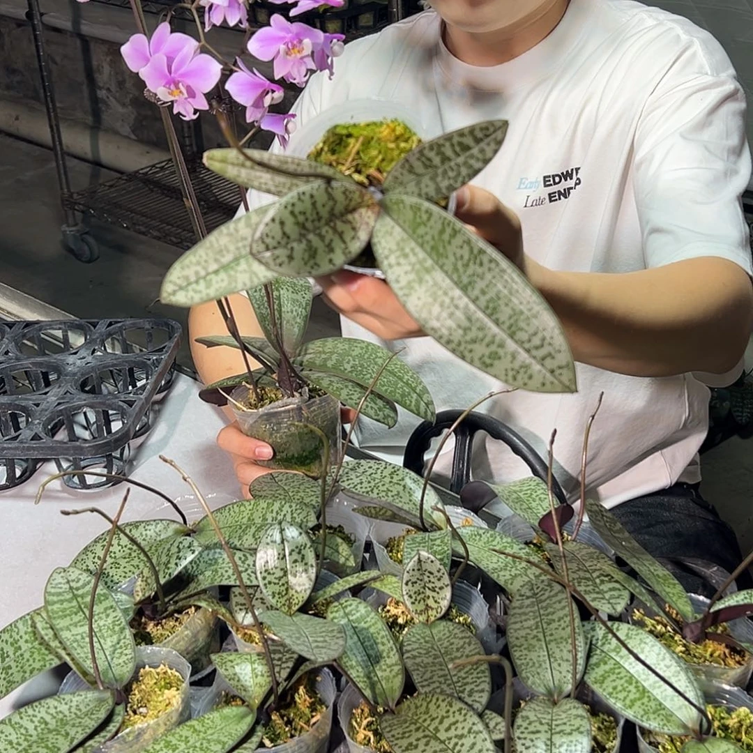 完全开放TKb交玫瑰香2.8抽梗默认少根