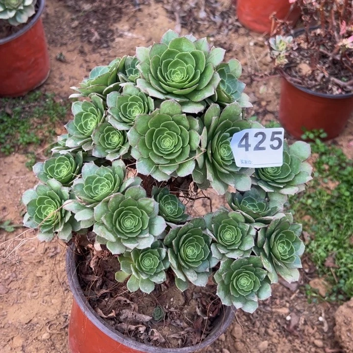 万圣夜微瑕多肉425