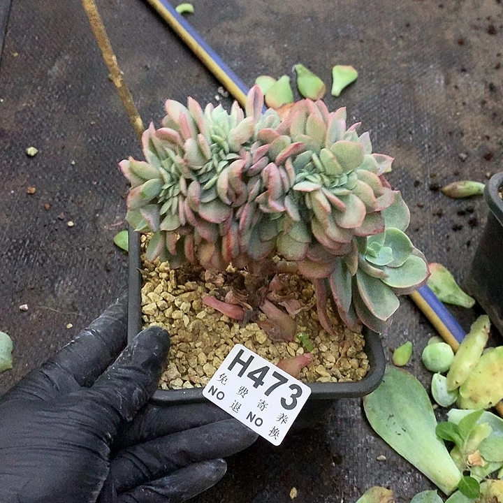 霞光缀化 非偏远38包邮 节后发货