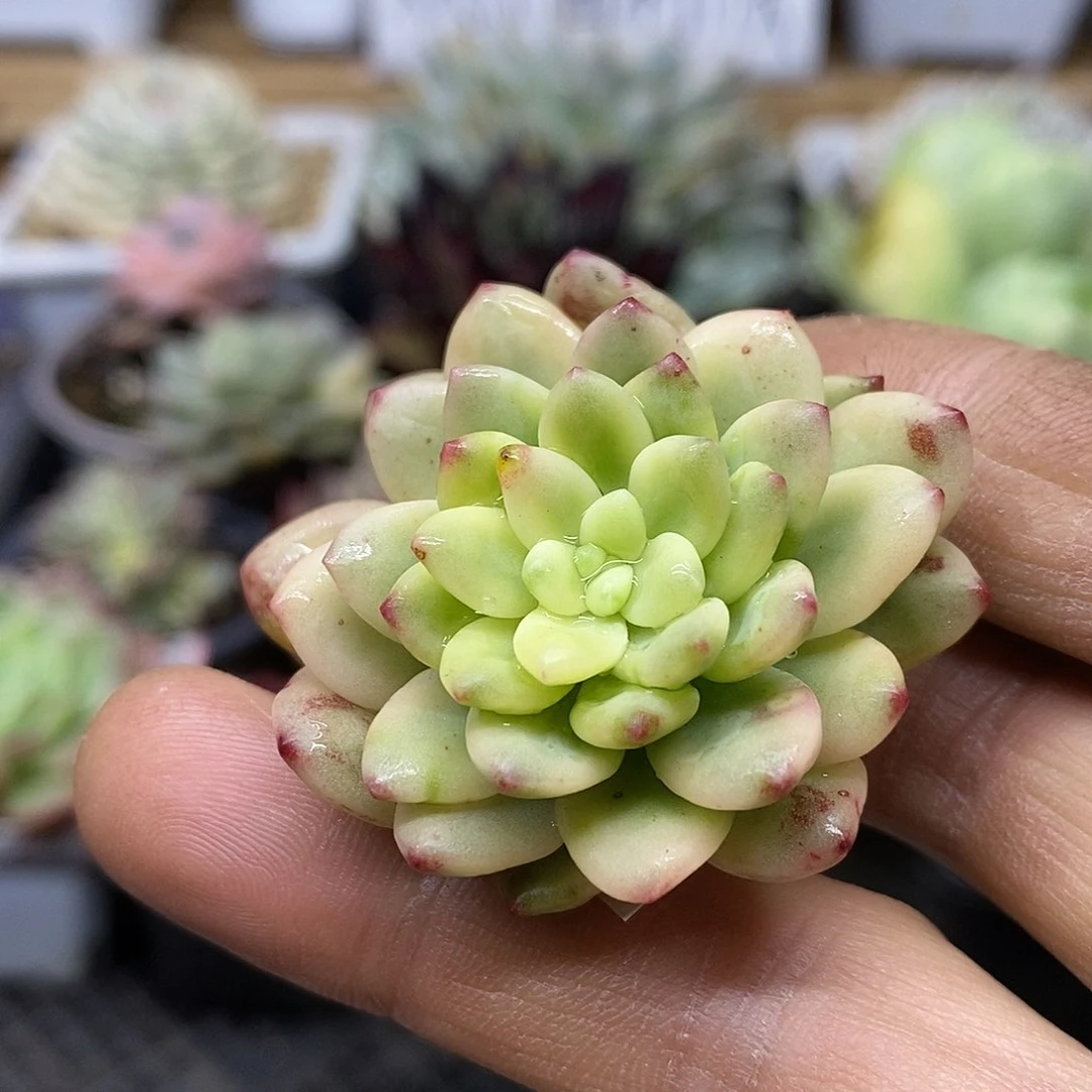 0449 香格里拉覆轮锦头盖