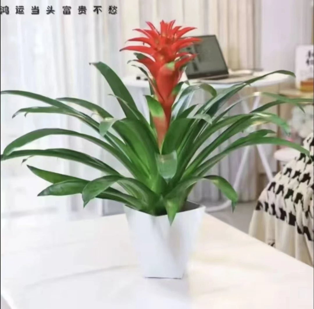 鸿运当头水培大型凤梨盆栽易活植物适合办公室客厅阳台