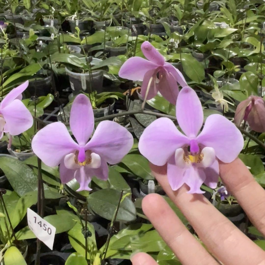 完全开放玉兔西雷利-晚上浓香-玫瑰香-1450