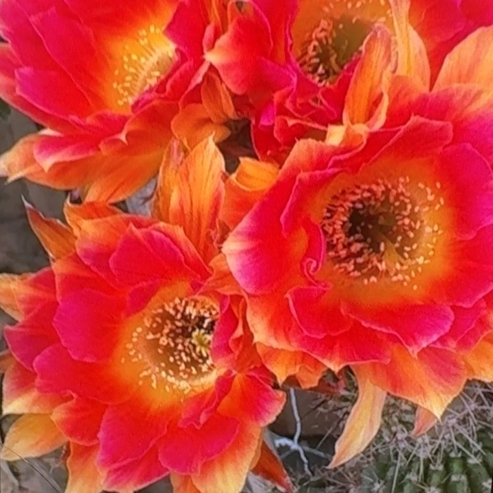 227丽花阳光明媚姐妹歪3公分左右无根侧牙，20包邮