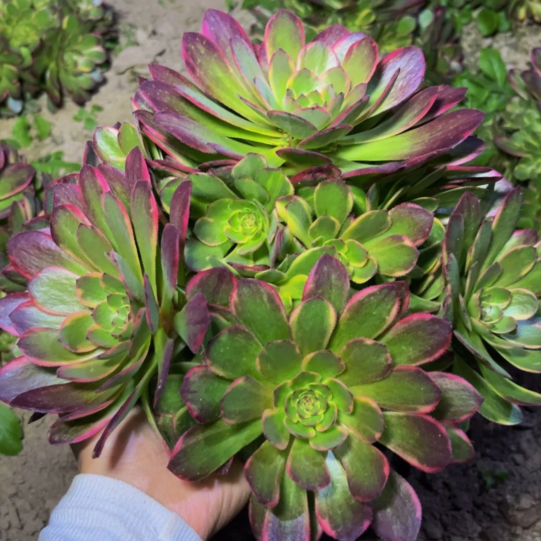 半夏多肉植物捧花的