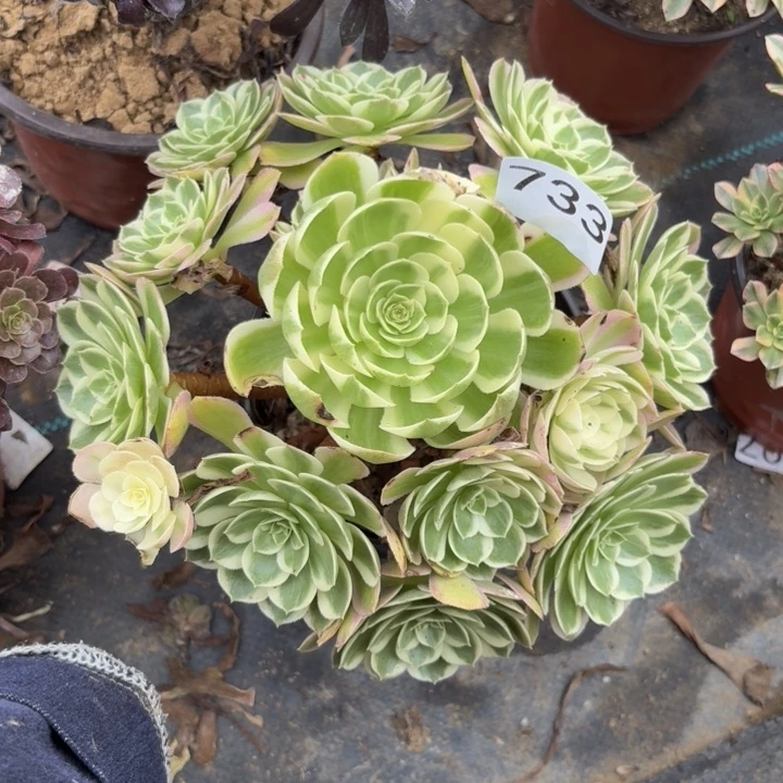 海王多肉植物不包损733