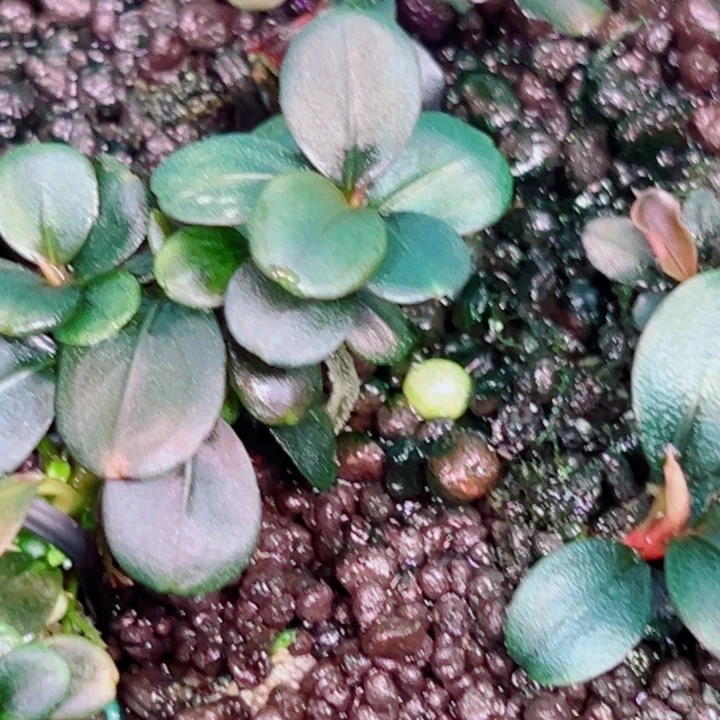 无花朵福利辣椒榕K6猪头