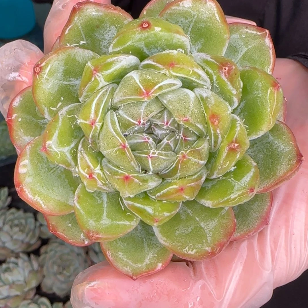 从前慢多肉编号雪花珍妮