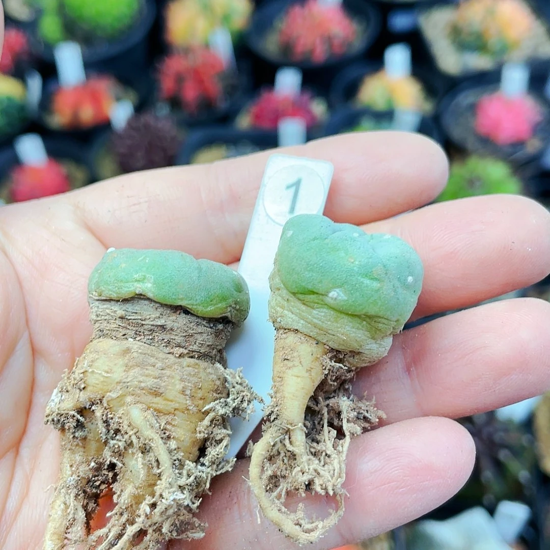 玉*非偏远地区满25裸根发货仙人球