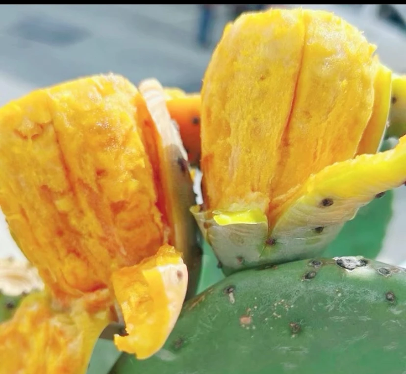 大黄果仙人掌可种植可食用开花结果 一物一拍备注手机后4位