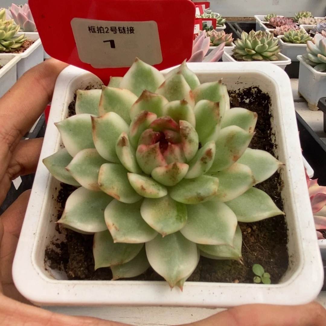 1号黑水晶锦多肉植物
