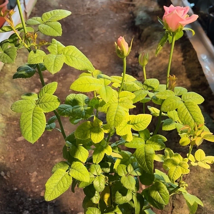 无花朵海蒂一加仑