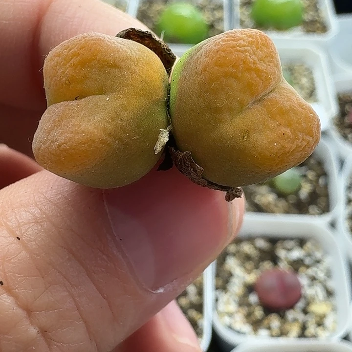 老马生石花蟠桃母本2110