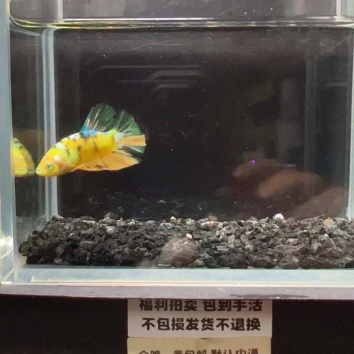 斗鱼竞拍跑单拉黑19日27