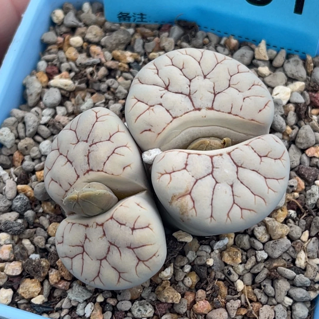 7751双头红纹261一颗