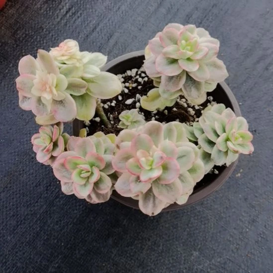 红梅超白锦小老桩群