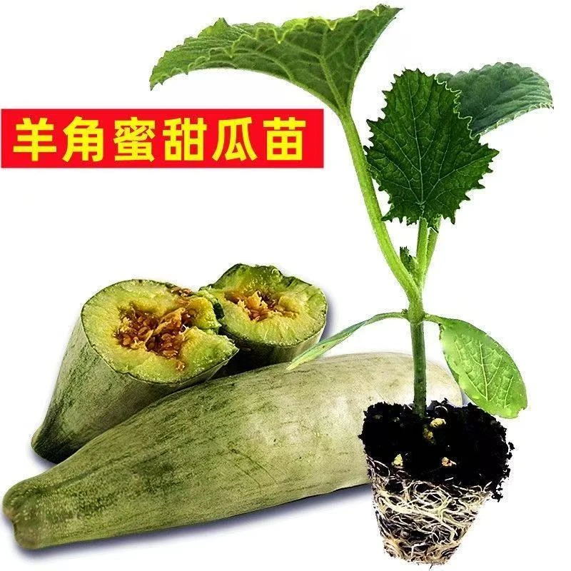 冰糖甜瓜瓜苗白皮蜜罐甜瓜羊角蜜香瓜苗哈密瓜苗早熟超甜盆栽水果