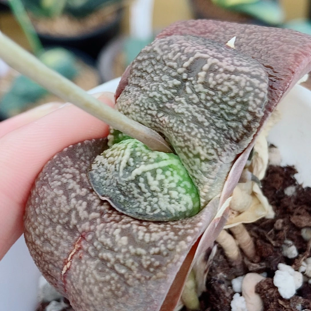 全部花苞卧牛大包邮带盆发货