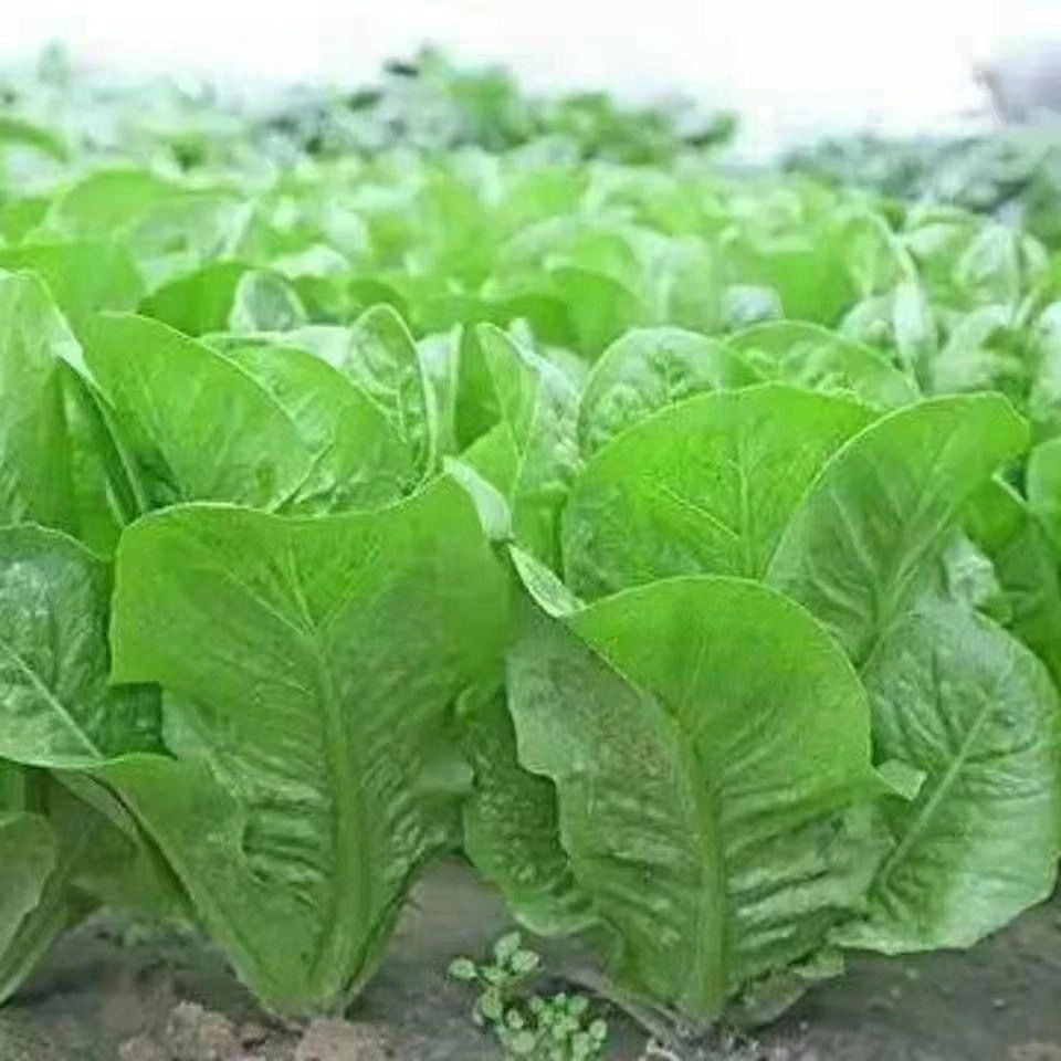 【今年新种】孔雀菜不生虫不打药生吃脆甜高营养直立生菜四季播