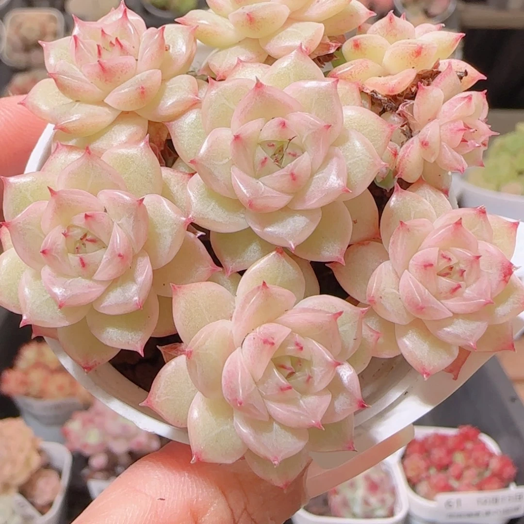 花语多肉1215-75整