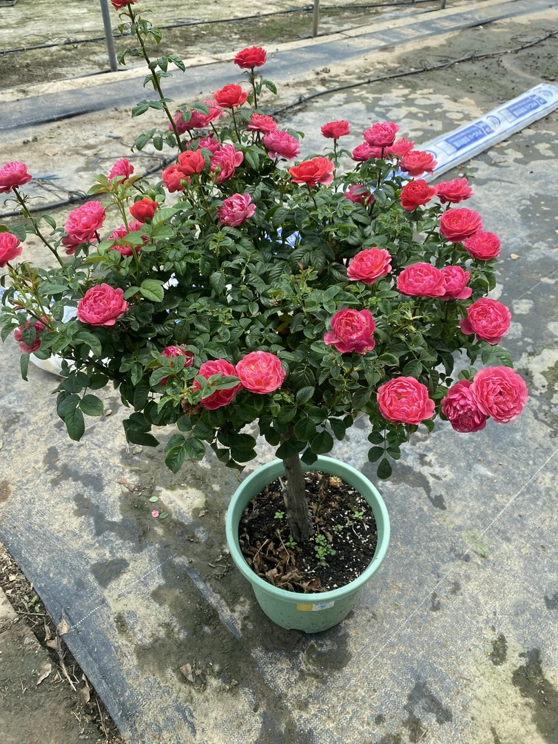 棒棒糖树桩月季花卉阳台庭院一物一拍 四季开玫瑰大花浓香开花