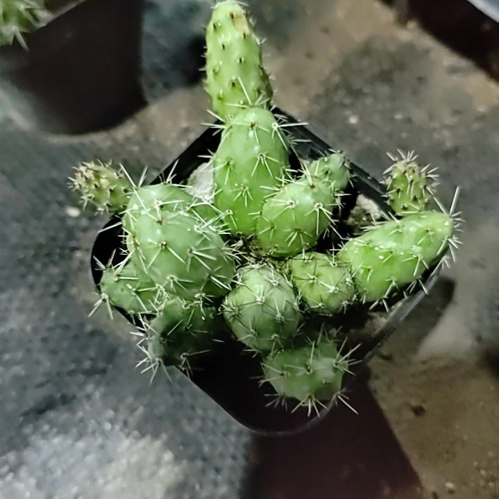 潮流植物金陵团扇一颗
