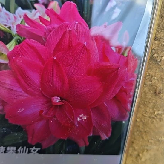 完全开放糖果仙女7+8厘米