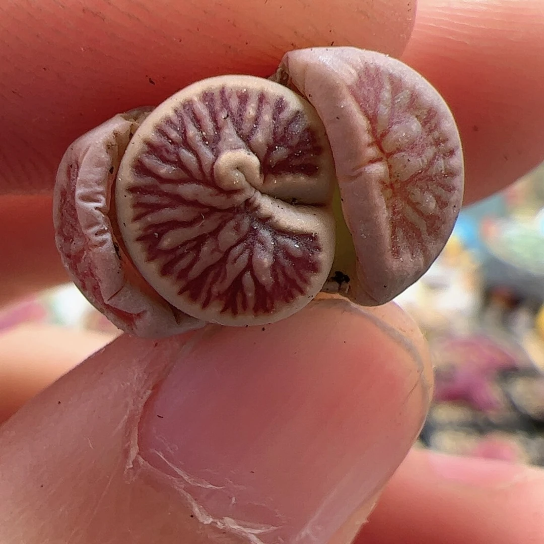 【闪购商品】151 菊