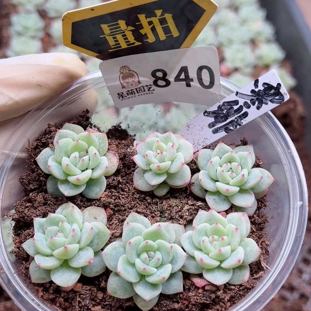 多肉植物多肉植物