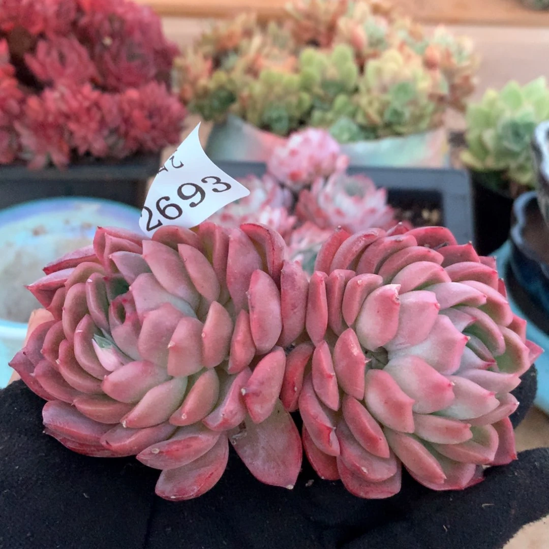 2696杂交多肉植物