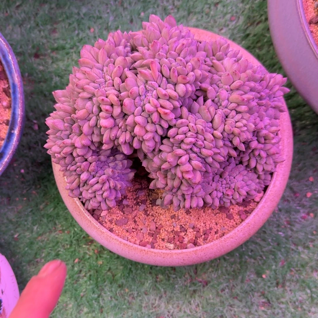 星影缀化无砍多肉