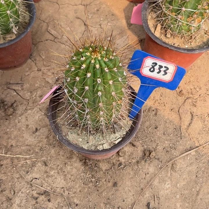 硪***酷833，毛花柱六月五