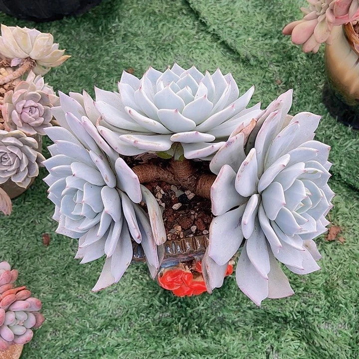 雪莲杂剑斯诺娃17102多肉植物