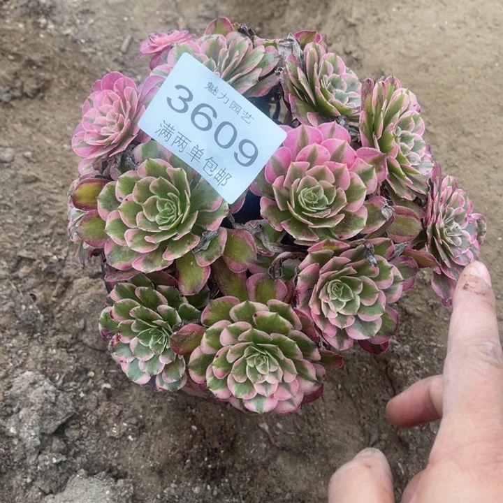 3609霁月的人多肉的