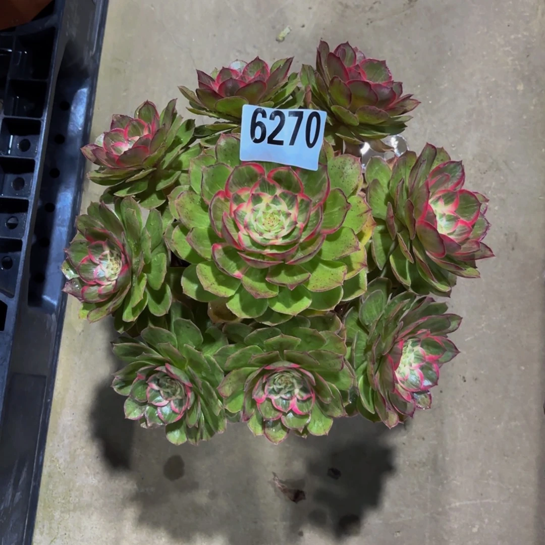 无花朵6270优选莲花座111111