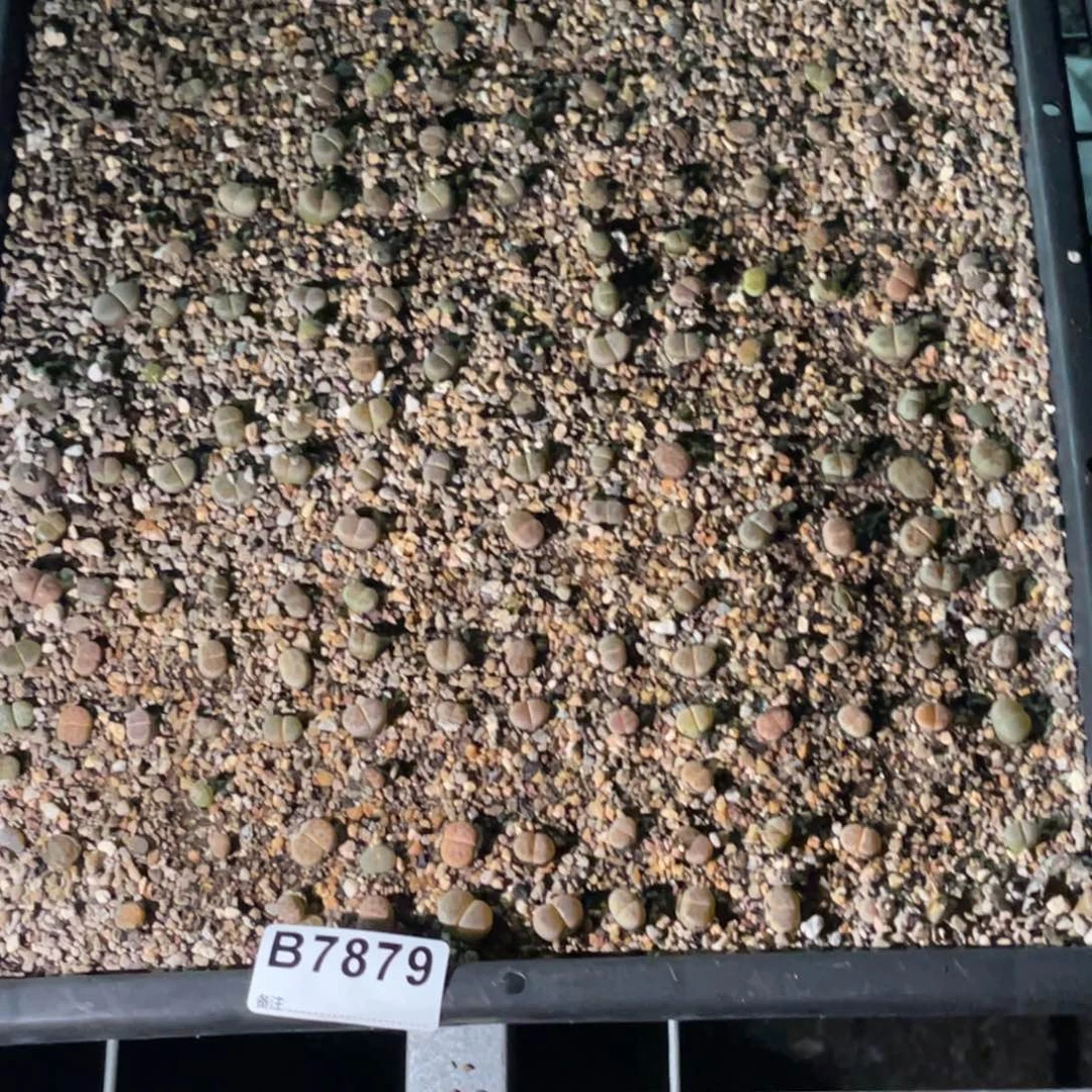 ****喵7879福利筐1不售后