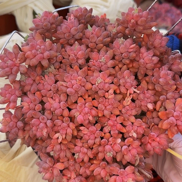 前**事巴啦啦咯啦咯哦哦哦哦哦哦