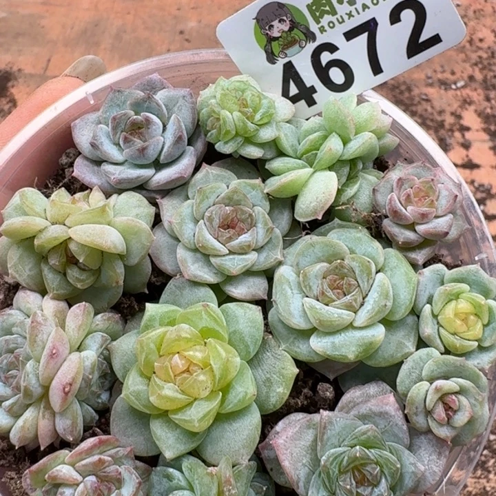 多肉植物多肉植物