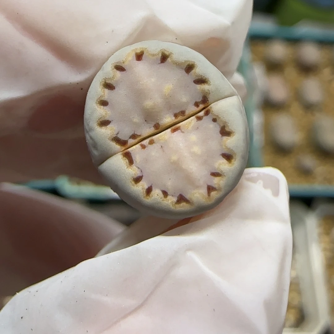 12.2.ken饼干.9027尺寸1.2cm