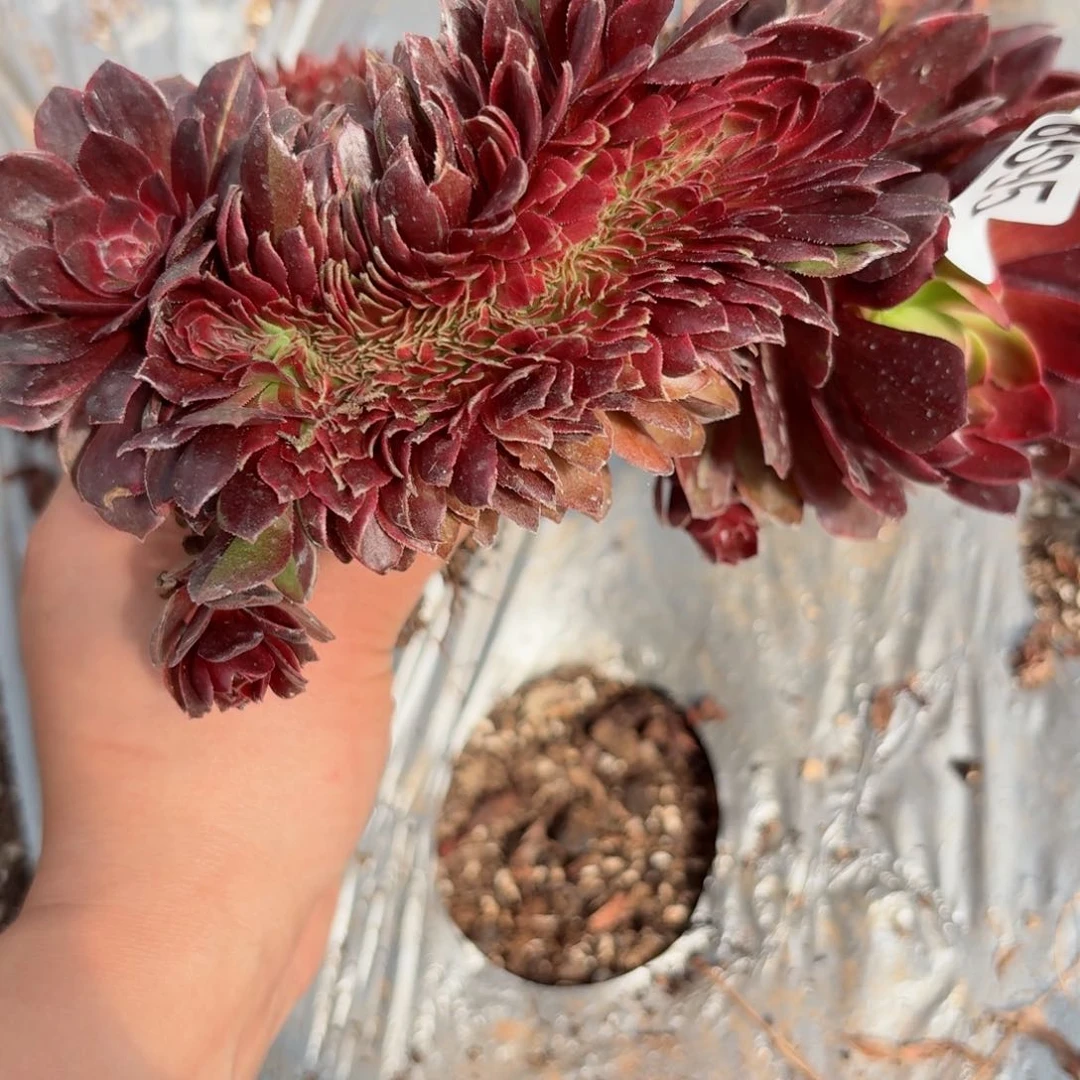 嗯8695 号多肉法师特价