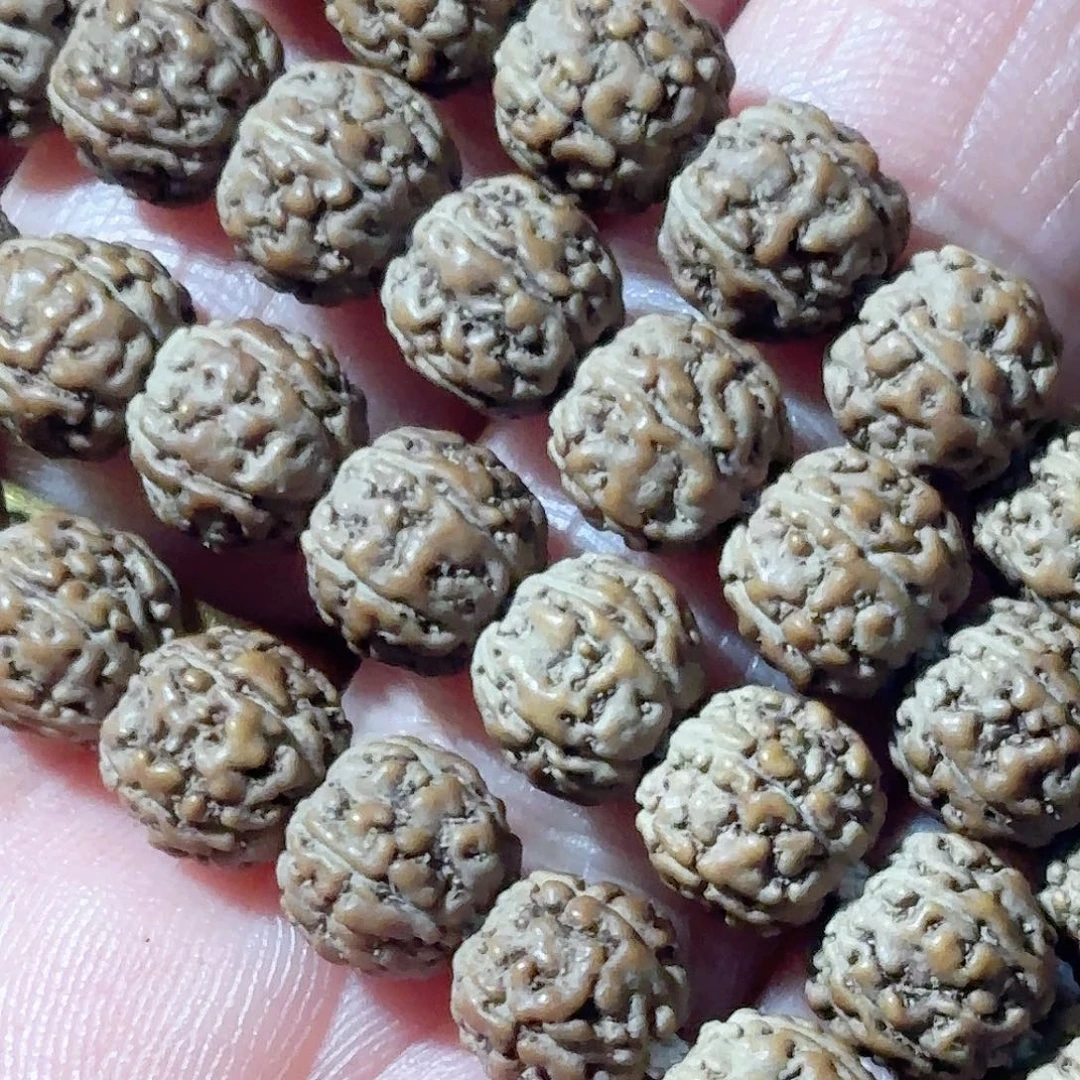 @***o印度尼西亚葛地利纯血一代龙7长串