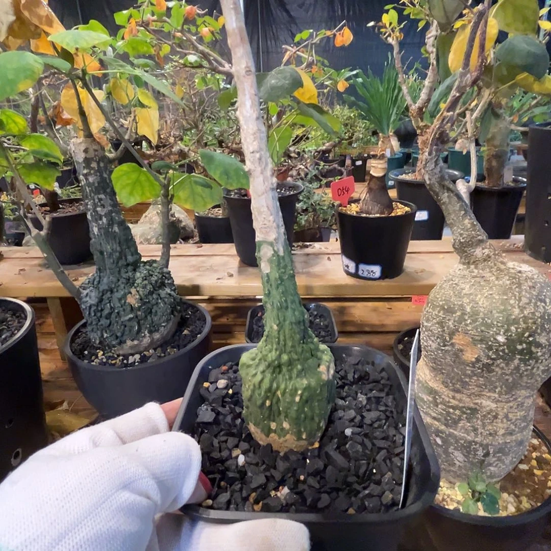 汤圆植物红叶西番莲原价268